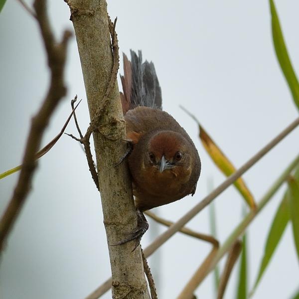 <h3><a href="/trips/salesopolis-2014/biota/animalia/chordata/aves/040 passeriformes/004 furnariidae/phacellodomus ferrugineigula/phacellodomus ferrugineigula-nl.html">Phacellodomus&nbsp;ferrugineigula</a> / Orange‑breasted&nbsp;thornbird / Oranjeborststekelkruin</h3>NIKON D7100 met AF-S Nikkor 300mm f/2.8G IF-ED VR II, 1/1000 sec  bij F5.0, ISO 320, afstand 10.0&nbsp;m